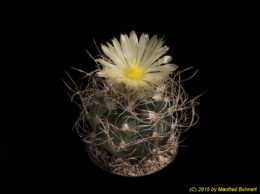 Astrophytum capricorne v. crassispinum 1266